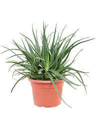 Vibrant Aloe safari 'Sunrise' Indoor House Plants