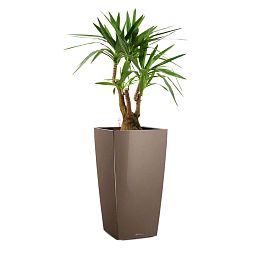 Yucca in LECHUZA CUBICO Self-watering Planter, Total Height 110 cm