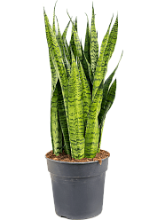 Elegant Snake Plant Sansevieria zeylanica Indoor House Plants
