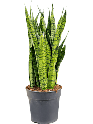 Elegant Snake Plant Sansevieria zeylanica Indoor House Plants