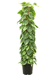 Lush Heart-Leaf Philodendron scandens 'Brasil' Indoor House Plants