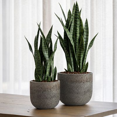 Cement & Stone Round Planter | Indoor and Outdoor Plant Pot