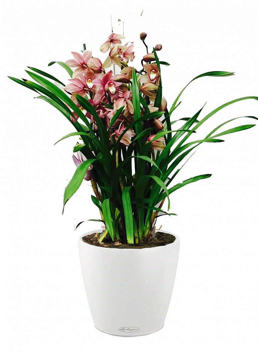 Blooming Cymbidium Orchid in LECHUZA CLASSICO Color Self-watering Planter, Total Height 80 cm