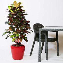 Codiaeum Petra in LECHUZA CLASSICO LS Self-watering Planter, Total Height 120 cm