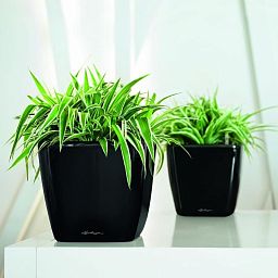 LECHUZA Quadro LS Square Poly Resin Self-watering Planter