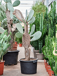 Easy-Care Barbary Fig Opuntia indica Indoor House Plants