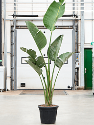 Tropical Bird of Paradise Strelitzia nicolai Indoor House Plants