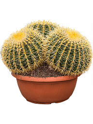 Photogenic Barrel Cactus Echinocactus grusonii Indoor House Plants