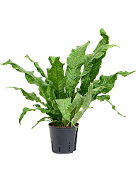 Vibrant Crocodile Fern Microsorum crocodyllus Indoor House Plants