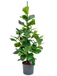 Lush Autograph Tree Clusia rosea Indoor House Plants