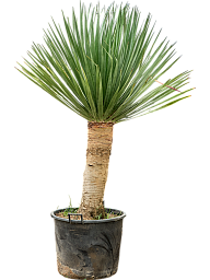 Easy-Care Dragon Tree Dracaena draco 'Compact' Tall Indoor House Plants Trees