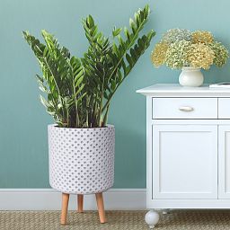 IDEALIST Lite Dotted Style Planter on Legs, Round Plant Pot Indoor