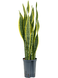 Elegant Snake Plant Sansevieria trifasciata 'Laurentii' Indoor House Plants