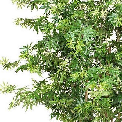 MAPLE DELUXE Artificial Tree Plant