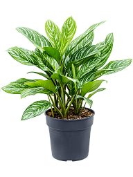 Shade-loving Chinese Evergreen Aglaonema 'Stripes' Indoor House Plants