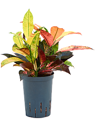 Colorful Croton (Codiaeum) variegatum 'Mrs. Iceton' Indoor House Plants