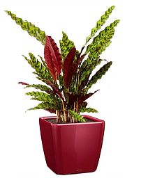 Calathea Lancifolia in LECHUZA QUADRO LS Self-watering Planter, Total Height 65 cm