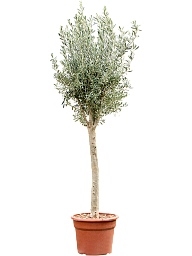 Showy Olive Olea europaea