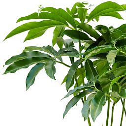 Lush Heart-Leaf Philodendron 'Fun Bun' Indoor House Plants