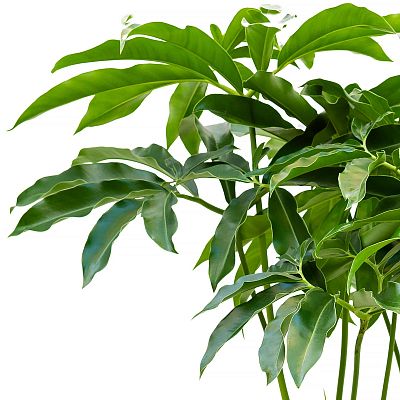 Lush Heart-Leaf Philodendron 'Fun bun' Indoor House Plants