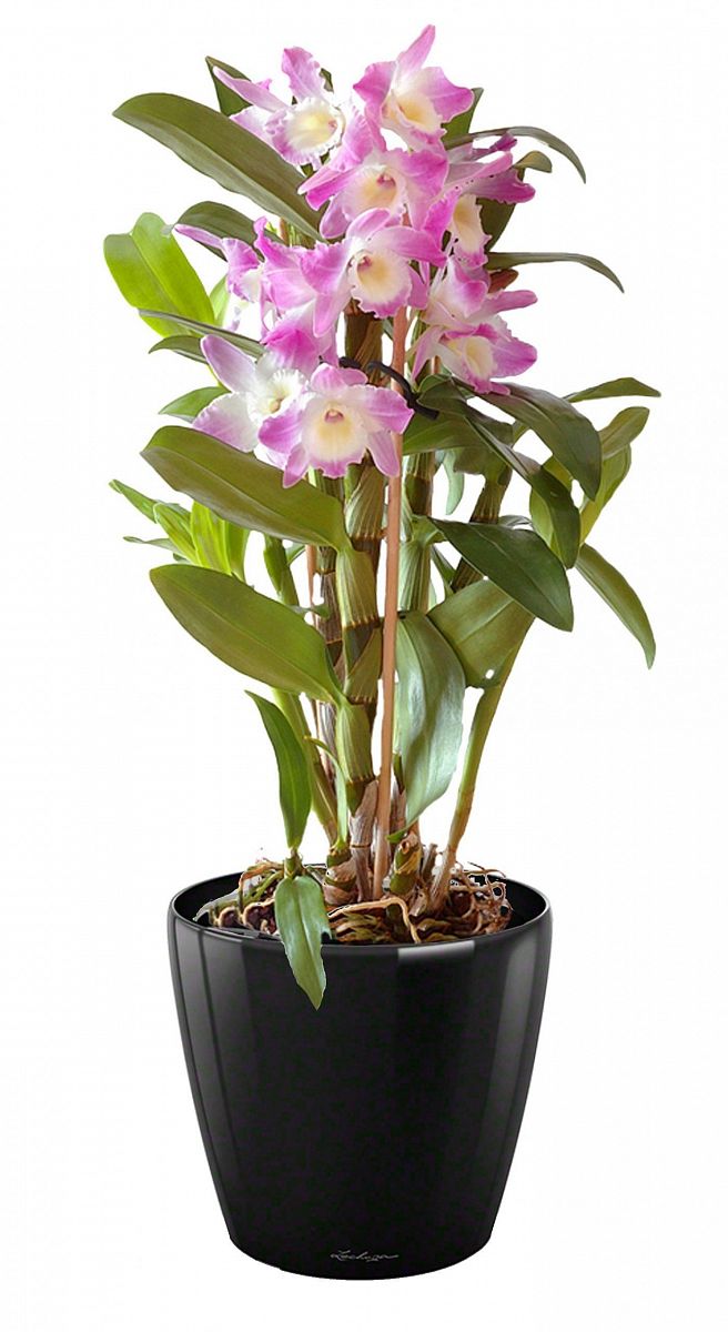 Blooming Dendrobium Orchid in LECHUZA CLASSICO LS Self-watering Planter, Total Height 60 cm