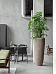 Colorful Umbrella Tree Schefflera arboricola 'Trinette' Indoor House Plants