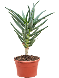 Easy-Care Quiver Tree Aloe dichotoma (100-120) Tall Indoor House Plants Trees