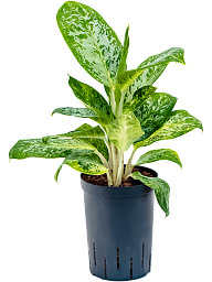 Easy-Care Chinese Evergreen Aglaonema 'Pearl' Indoor House Plants