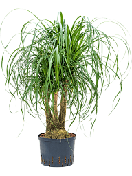 Tropical Ponytail Palm Beaucarnea recurvata Tall Indoor House Plants Trees