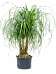 Tropical Ponytail Palm Beaucarnea recurvata Tall Indoor House Plants Trees