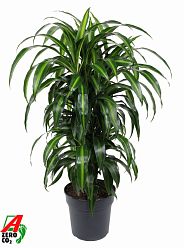 Elegant Corn Plant Dracaena fragrans 'Hawaiian Sunshine' Indoor House Plants