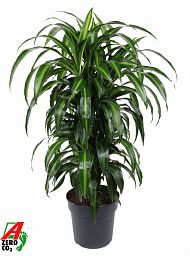 Elegant Corn Plant Dracaena fragrans 'Hawaiian Sunshine' Indoor House Plants