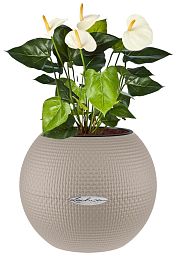 Blooming Anthurium Andraeanum in LECHUZA-PURO Self-watering Planter, Total Height 40 cm