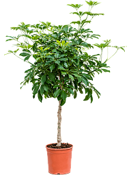 Easy-Care Umbrella Tree Schefflera arboricola 'Compacta' Tall Indoor House Plants Trees