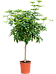 Easy-Care Umbrella Tree Schefflera arboricola 'Compacta' Tall Indoor House Plants Trees