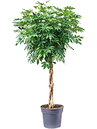 Easy-Care Umbrella Tree Schefflera arboricola 'Compacta' Tall Indoor House Plants Trees