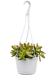 Easy-Care Stonecrop Sedum nussbaumerianum Indoor House Plants