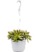 Easy-Care Stonecrop Sedum nussbaumerianum Indoor House Plants