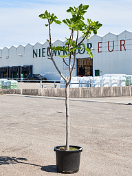 Lush Red-stem Fig Ficus carica