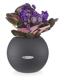 Blooming Uzambar Violet in LECHUZA-PURO Self-watering Planter, Total Height 25 cm