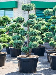 Photogenic Juniperus chinensis 'Blue Alps' Outdoor Plants