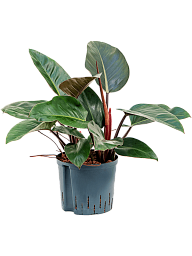Lush Heart-Leaf Philodendron Red Congo Indoor House Plants
