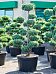 Photogenic Juniperus chinensis 'Blue Alps' Outdoor Plants