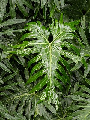 Lush Heart-Leaf Philodendron selloum Indoor House Plants