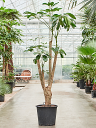 Cheerful Umbrella Tree Schefflera actinophylla 'Amate' Indoor House Plants