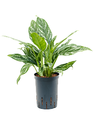 Shade-loving Chinese Evergreen Aglaonema 'Splash' Indoor House Plants