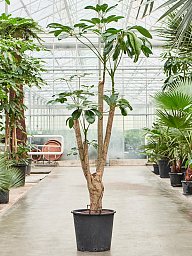 Cheerful Umbrella Tree Schefflera actinophylla 'Amate' Indoor House Plants