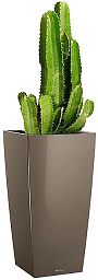 Euphorbia Ingens (Candelabra Tree) in LECHUZA CUBICO Self-watering Planter, Total Height 105 cm