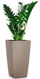 Zamioculcas Zamiifolia in LECHUZA CUBICO Color Self-watering Planter, Total Height 150 cm