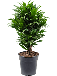 Easy-Care Corn Plant Dracaena fragrans 'Compacta' Indoor House Plants